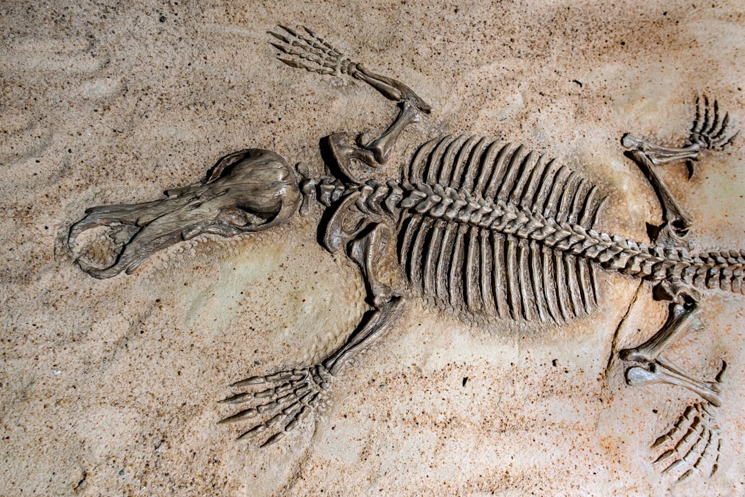 Palaeontologe Untersucht Dinosaurier Fossil Foto 2eae