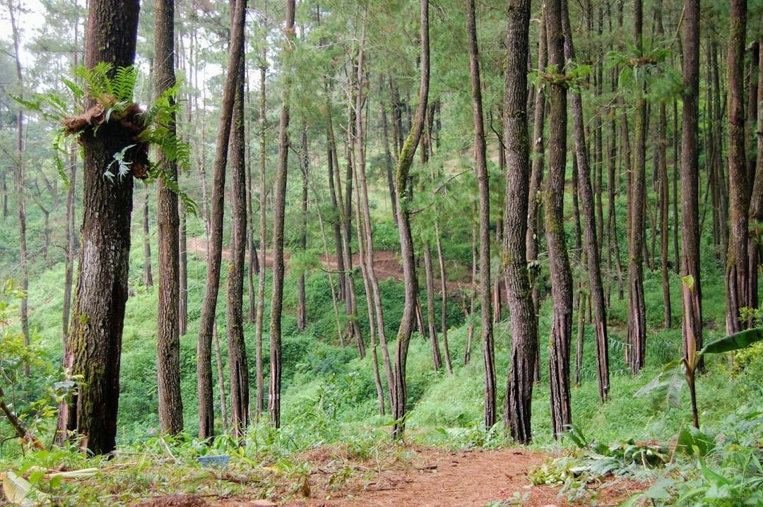 Detail Gambar Hutan Vector Untuk Desain Number 2