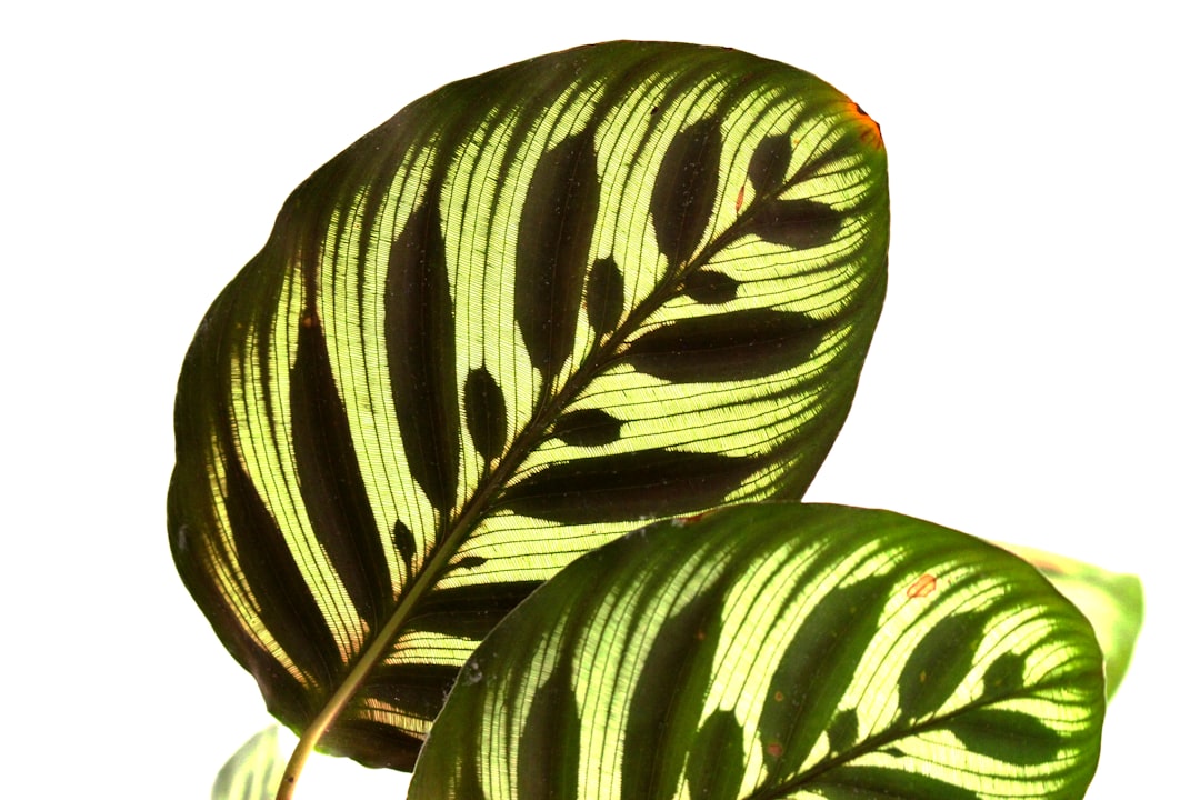 Detail Gambar Daun Tropis Png Gratis Number 3