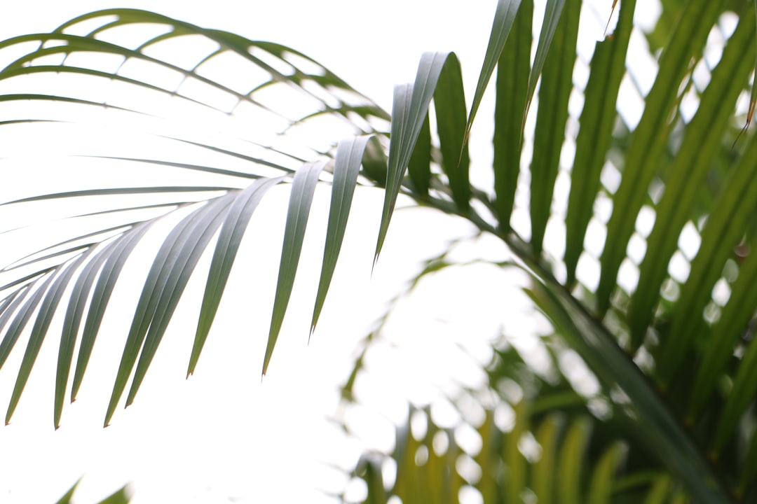 Detail Gambar Daun Tropis Png Gratis Number 20
