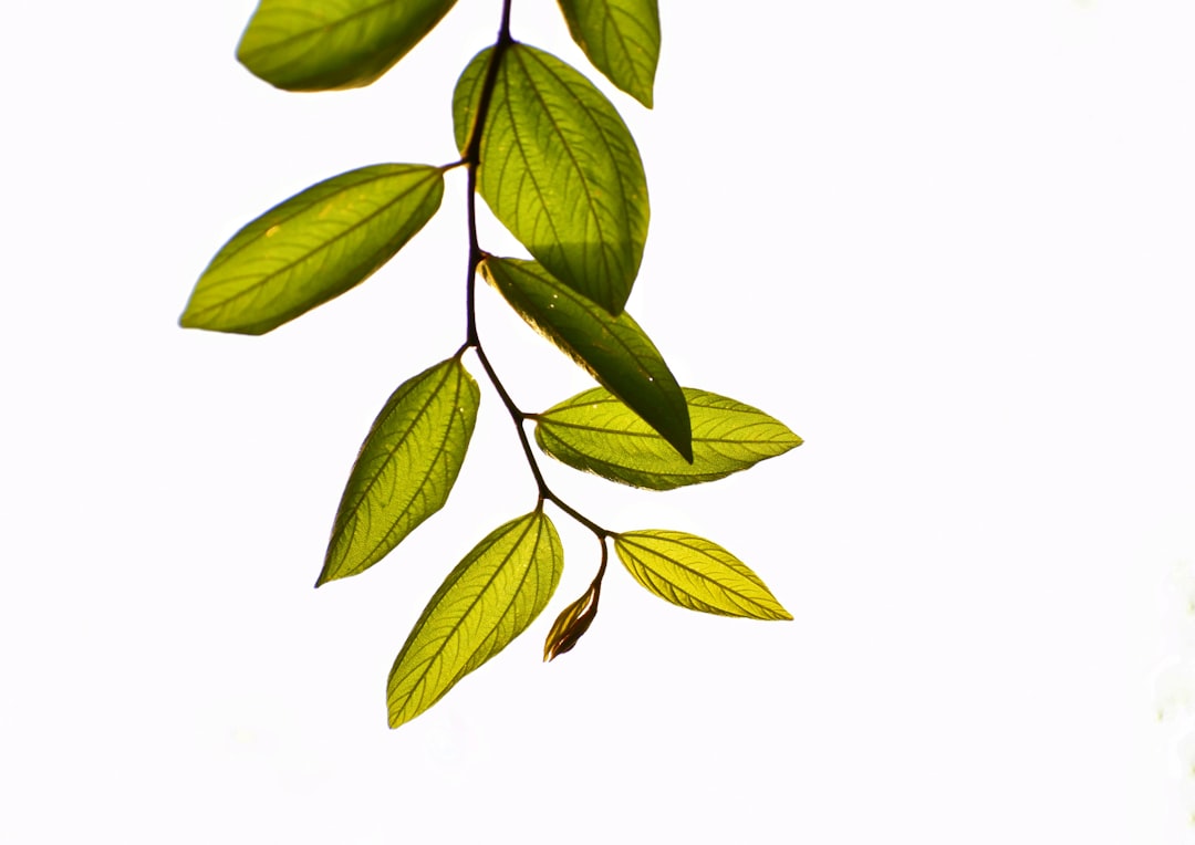 Detail Gambar Daun Tropis Png Gratis Number 17