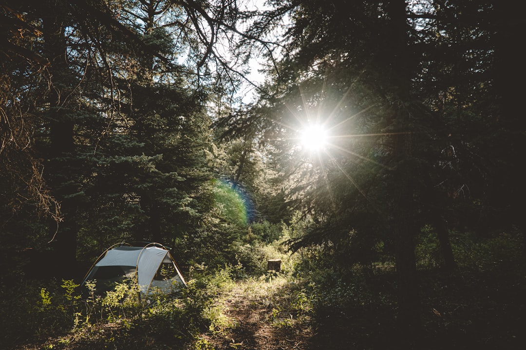 Campingplatz Zelt Zwischen Baeumen Morgensonne Db3a