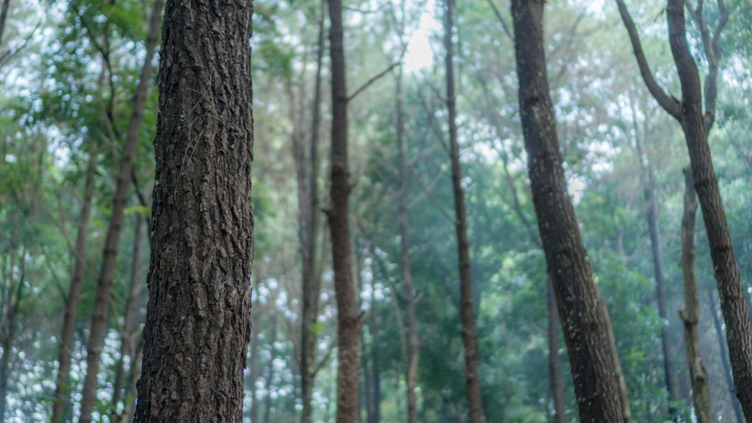 Gambar Hutan Vector Untuk Desain 41ee