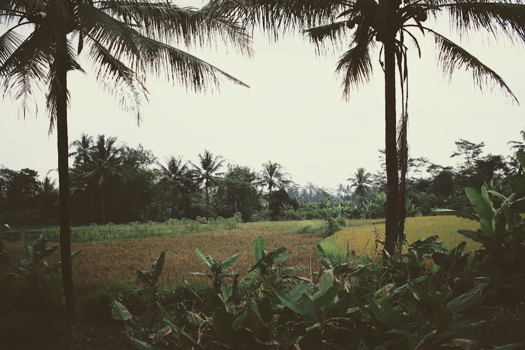 Detail Gambar Pemandangan Alam Aesthetic Number 16