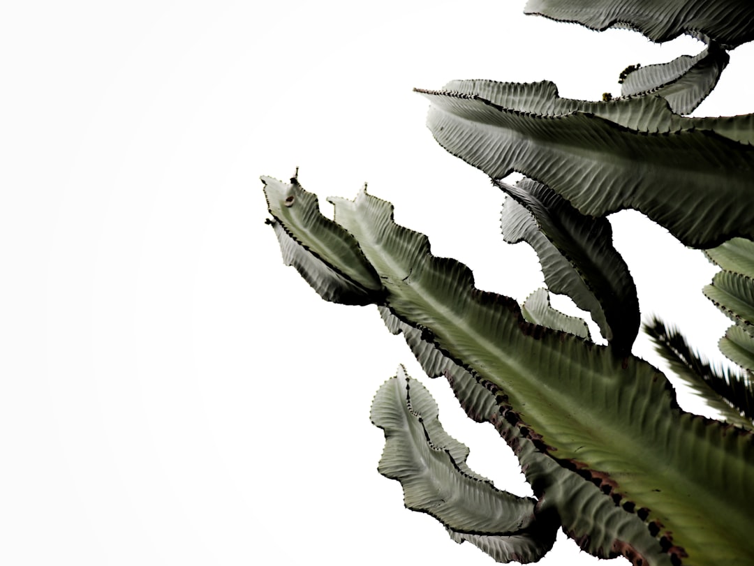 Detail Gambar Daun Tropis Png Gratis Number 2