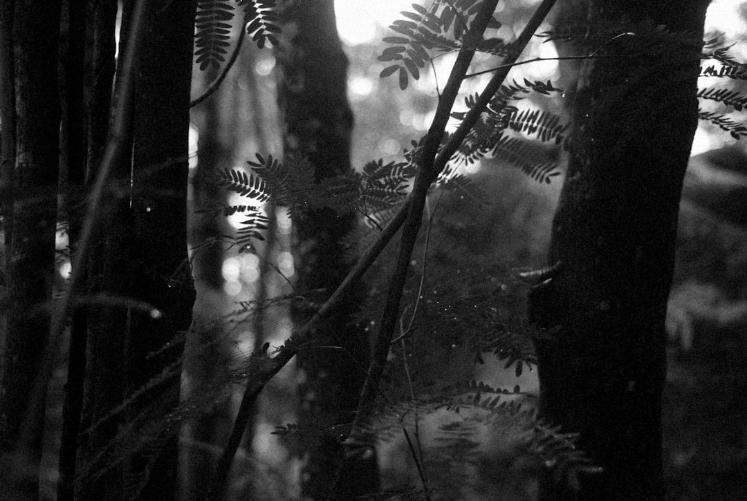 Detail Gambar Pemandangan Alam Hitam Putih Number 15