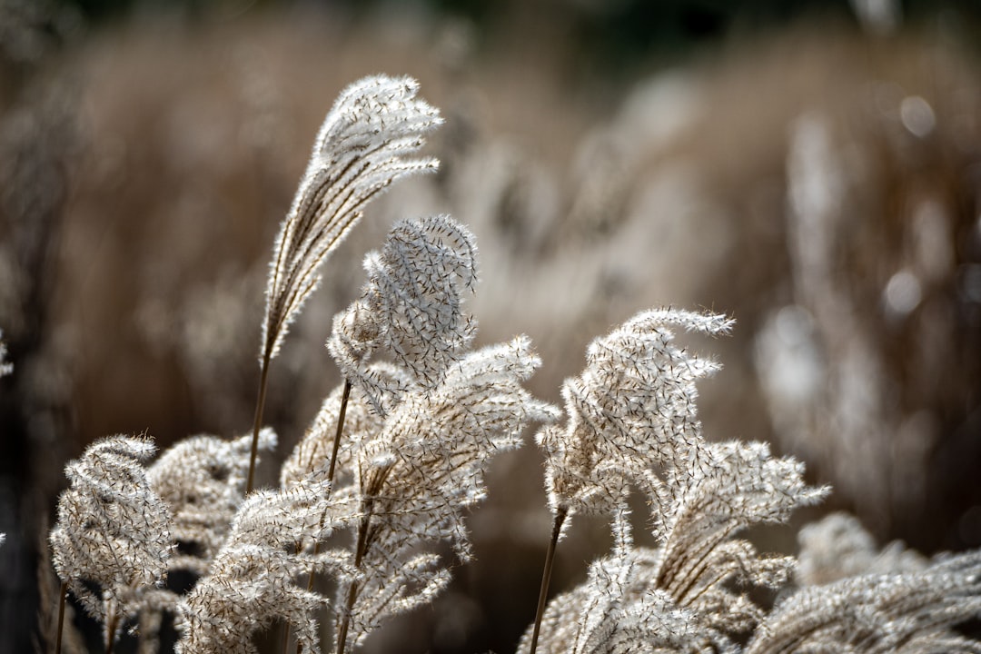 Detail Background Nature Aesthetic Beige Number 16