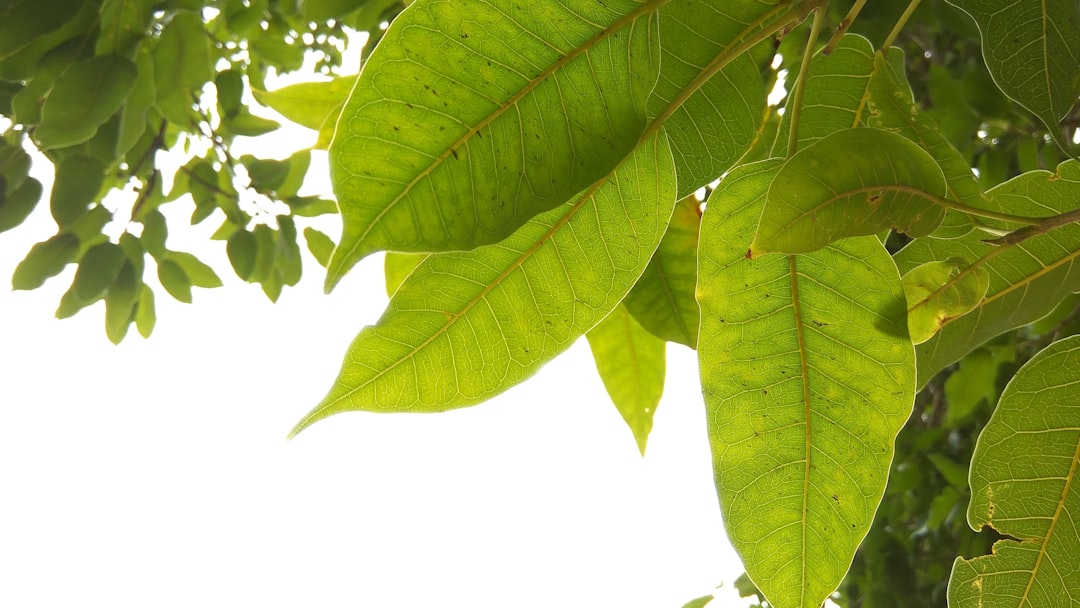 Detail Gambar Daun Tropis Png Gratis Number 5
