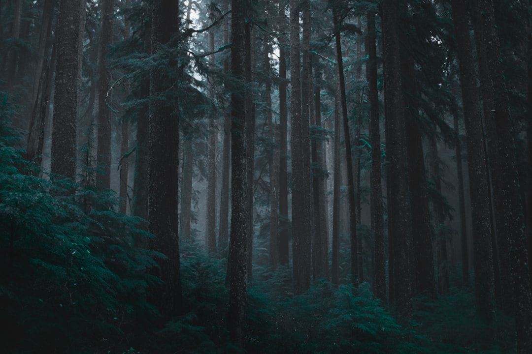Detail Gambar Hutan Aesthetic Warna Hijau Number 3