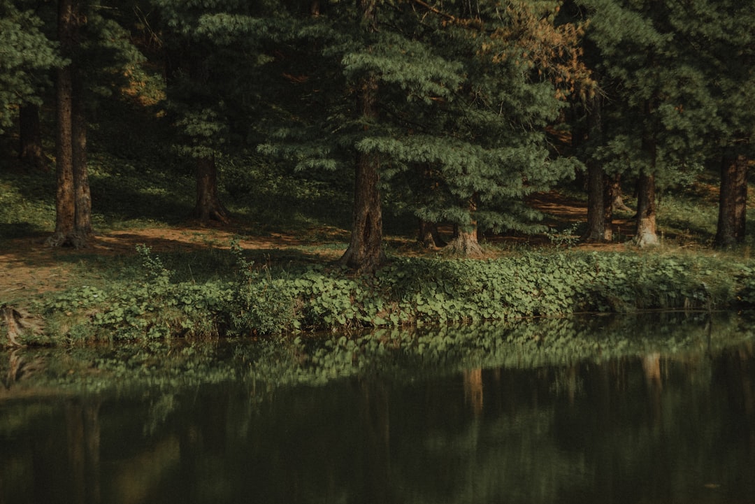 Detail Gambar Hutan Aesthetic Warna Hijau Number 7