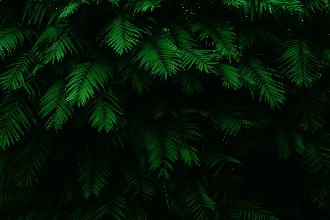 Botanischer Hintergrund Mit Tropischen Blaettern B2bf