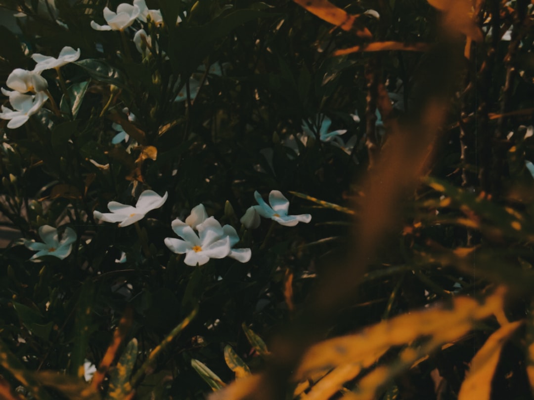 Detail Background Nature Aesthetic Beige Number 14