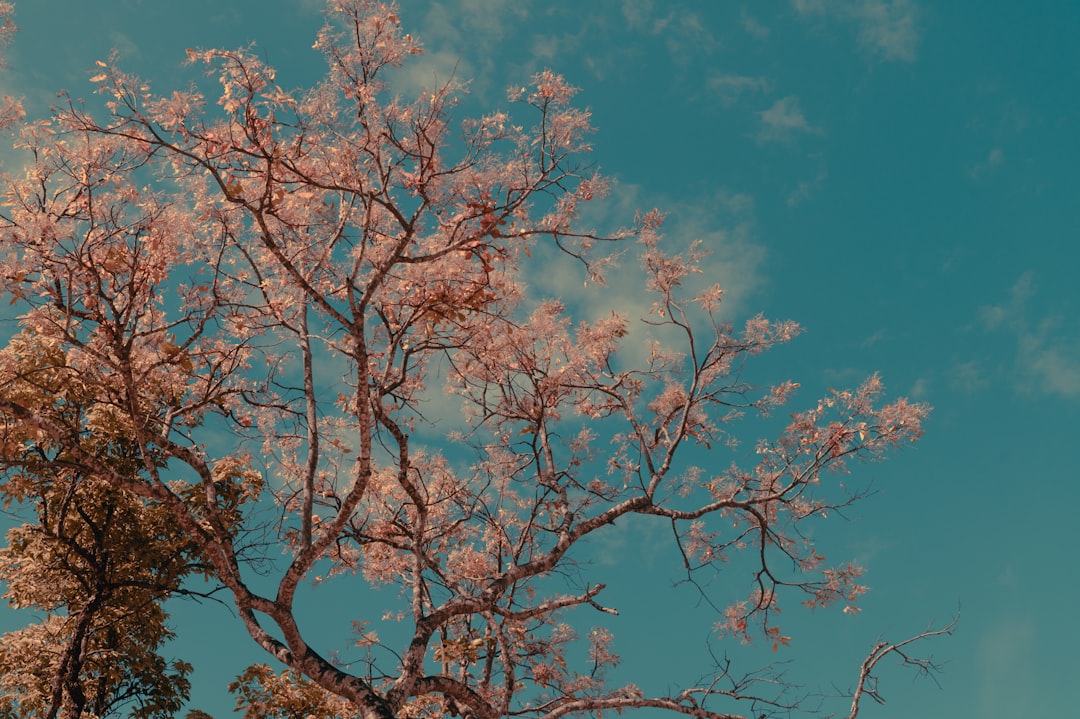 Gambar Alam Soft Tone Aesthetic A519
