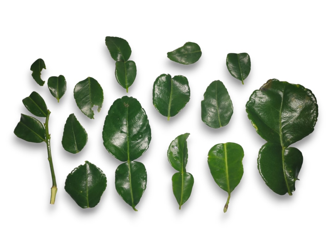 Detail Gambar Daun Tropis Png Gratis Number 16