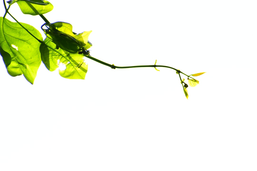 Detail Gambar Daun Tropis Png Gratis Number 15