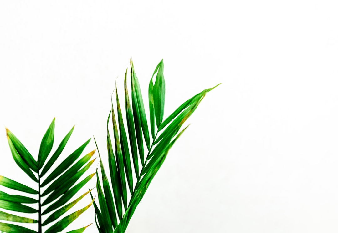 Detail Gambar Daun Tropis Png Gratis Number 19