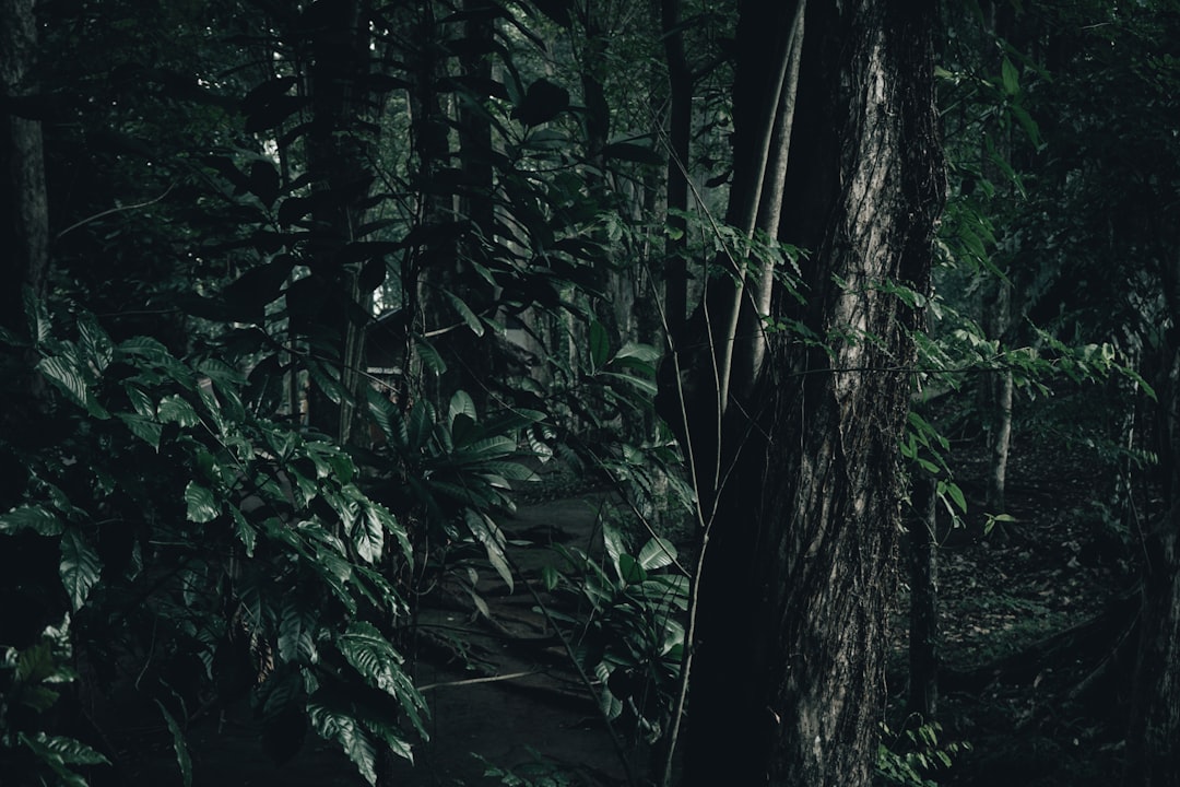 Detail Gambar Hutan Aesthetic Warna Hijau Number 20