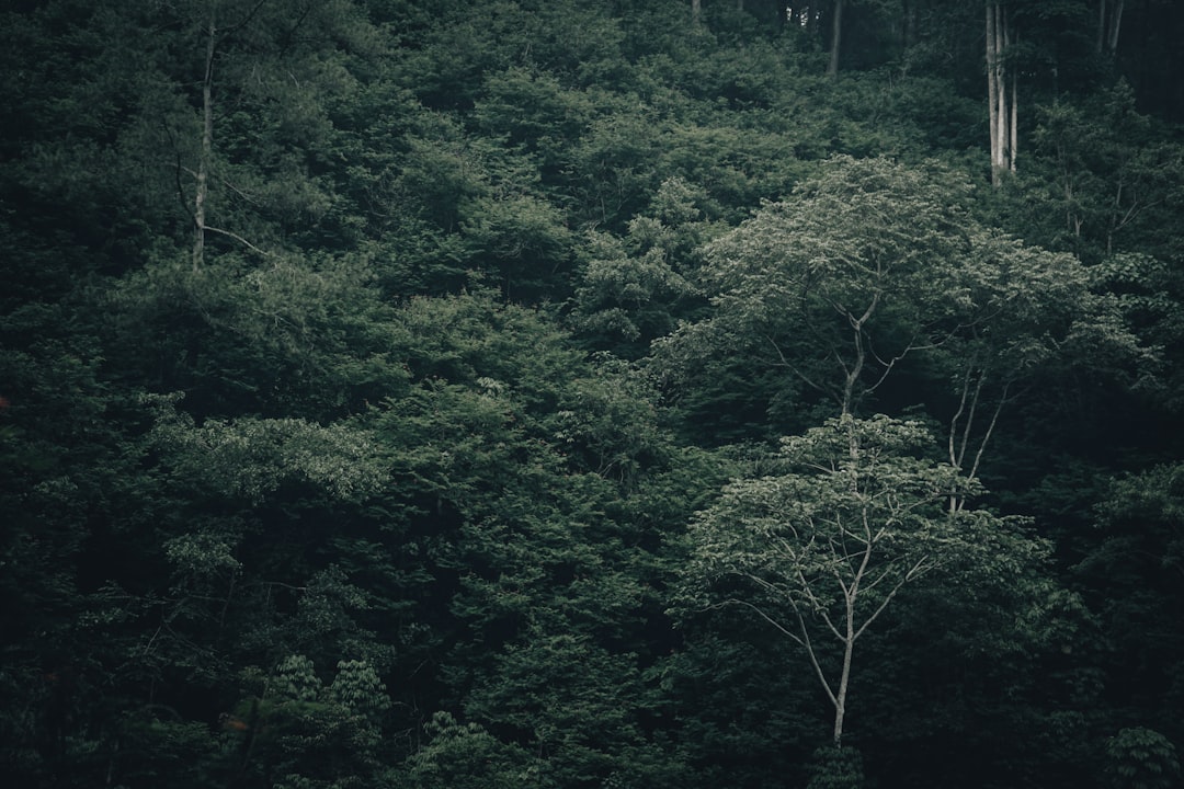 Detail Gambar Hutan Aesthetic Warna Hijau Number 18