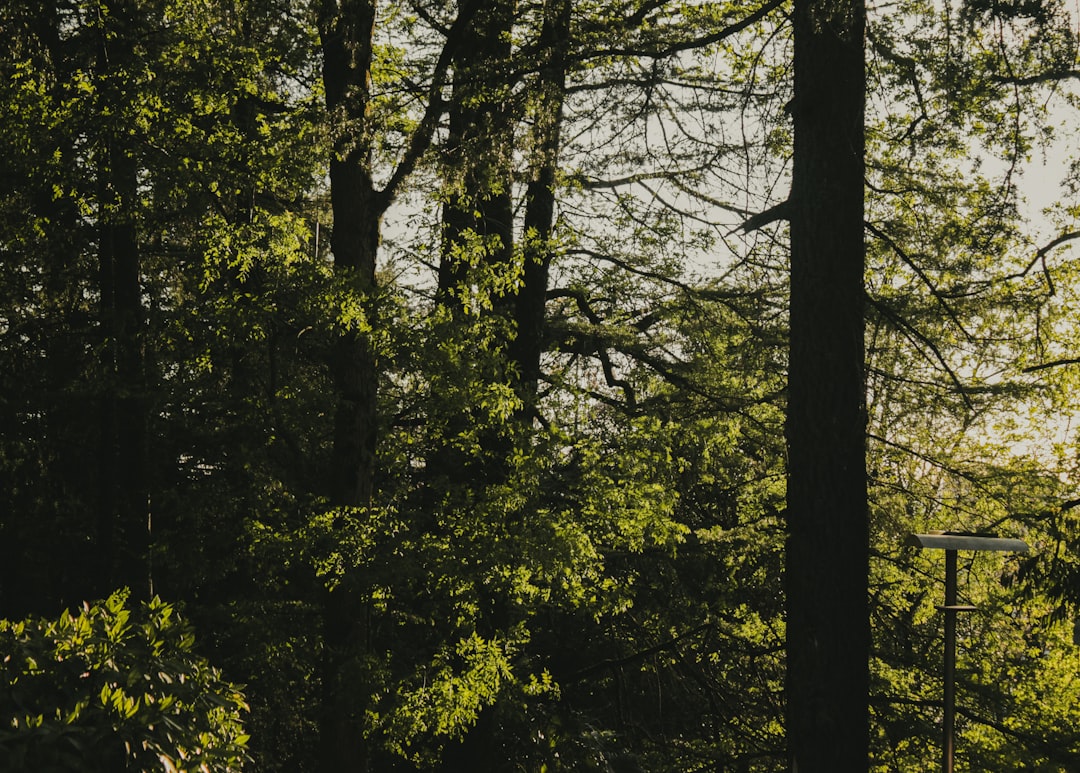 Detail Gambar Hutan Aesthetic Warna Hijau Number 12