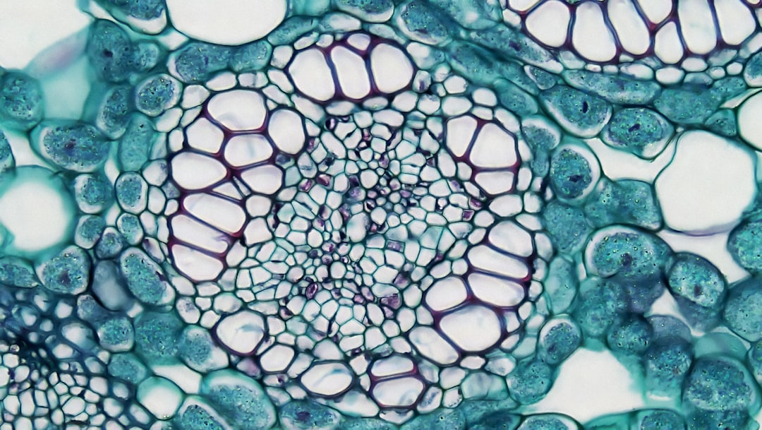 Mikroskopische Aufnahme Menschlicher Zellen Bild 270e