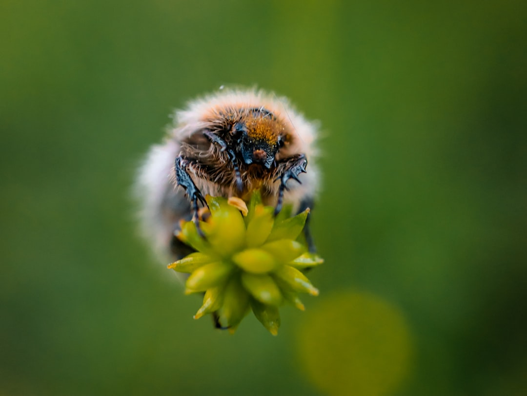 Biene Auf Bluete Makro Nahaufnahme Pollen 263f