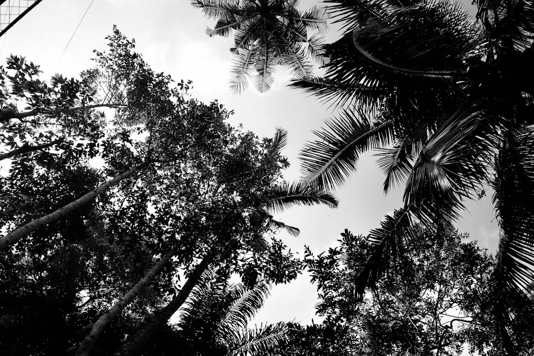 Detail Gambar Pemandangan Alam Hitam Putih Number 18