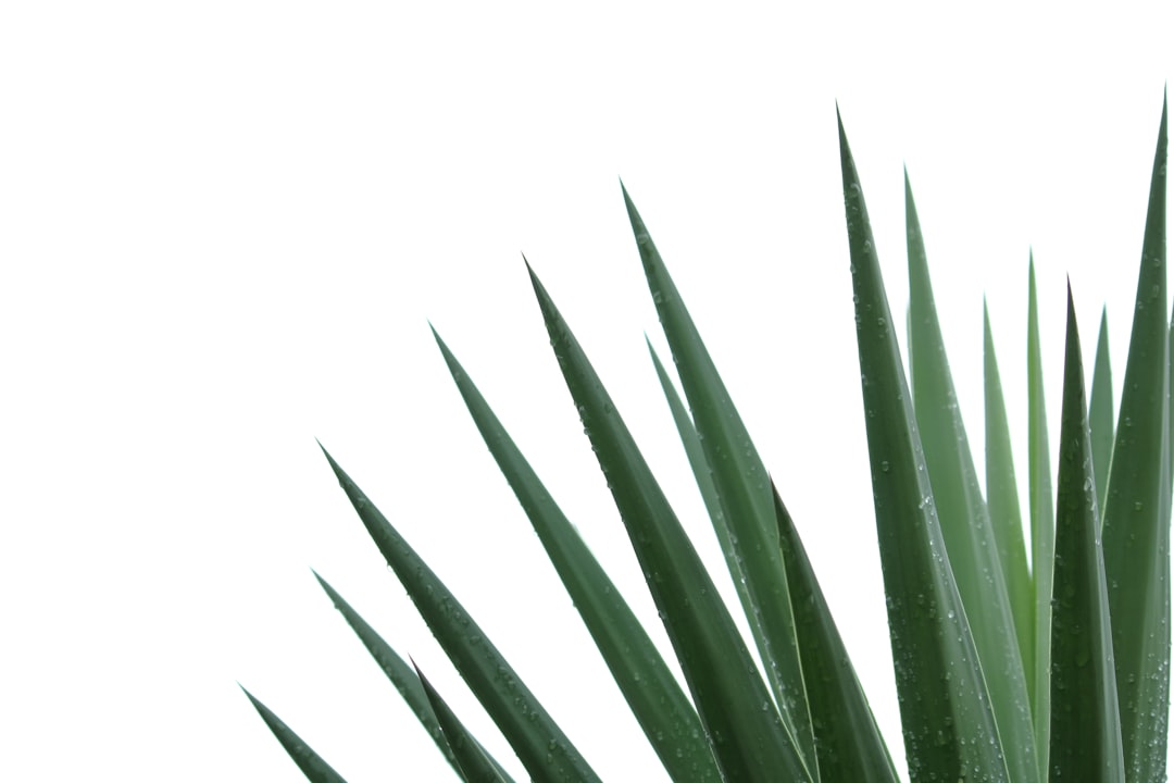 Detail Gambar Daun Tropis Png Gratis Number 12