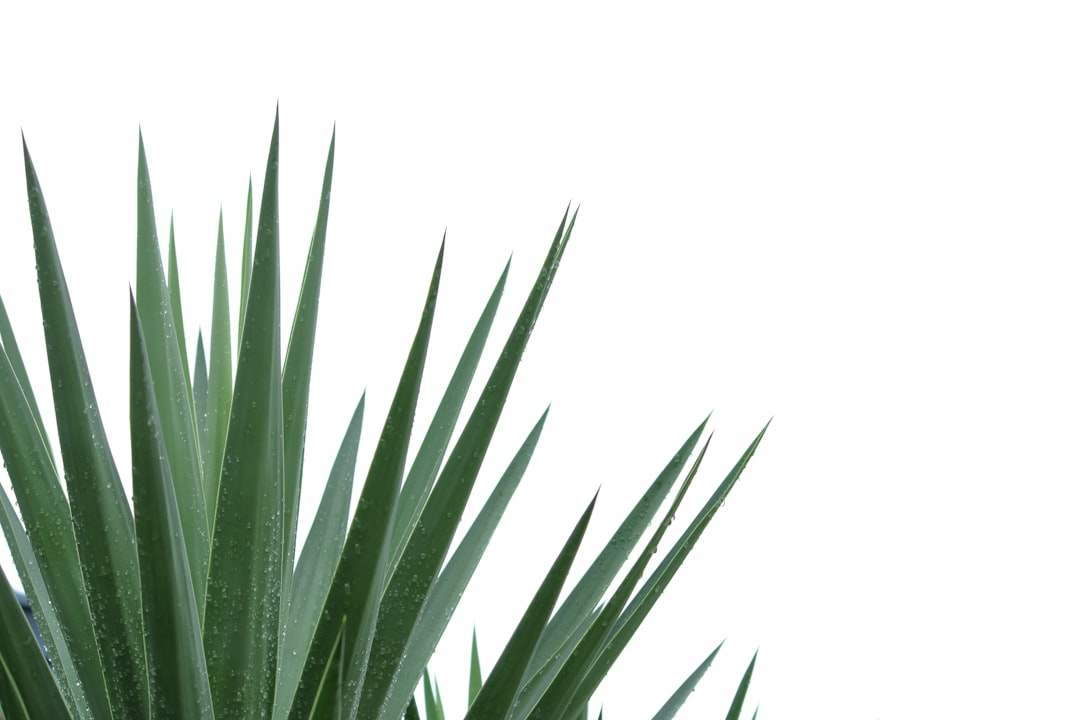 Detail Gambar Daun Tropis Png Gratis Number 11