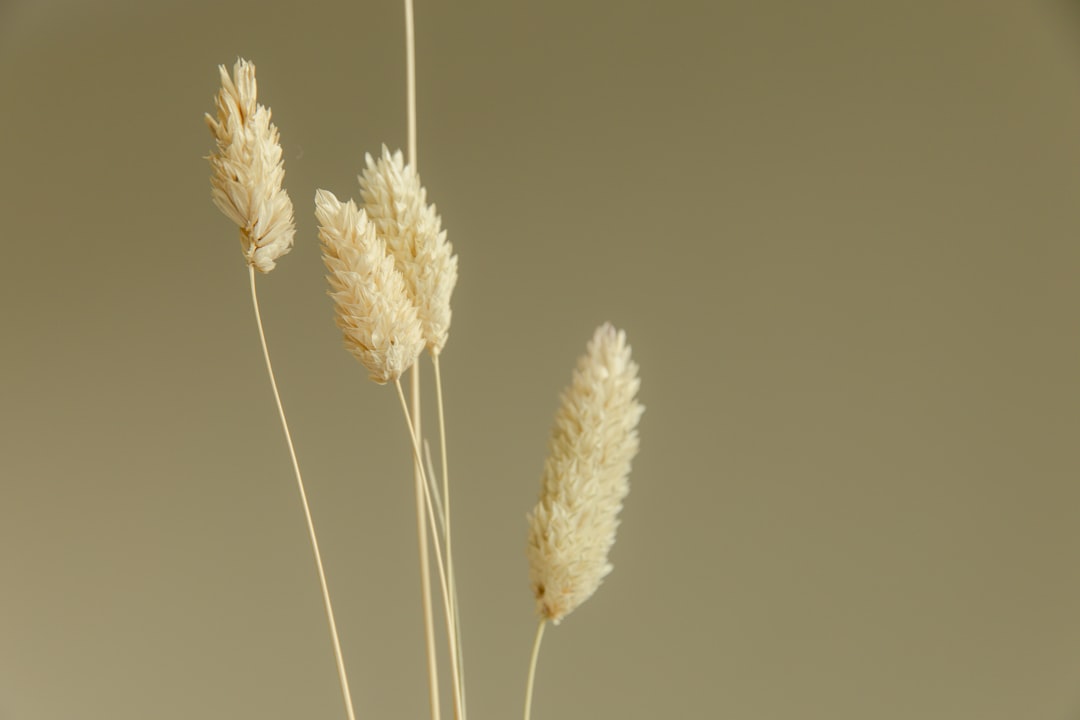 Detail Background Nature Aesthetic Beige Number 11