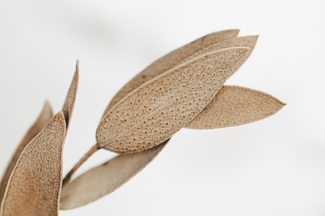 Detail Background Nature Aesthetic Beige Number 18