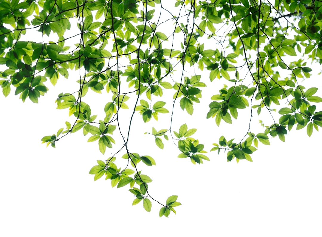 Detail Gambar Daun Tropis Png Gratis Number 6