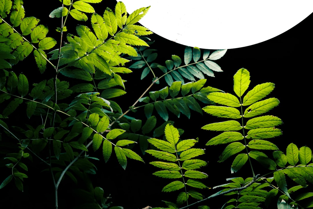 Detail Gambar Daun Tropis Png Gratis Number 10