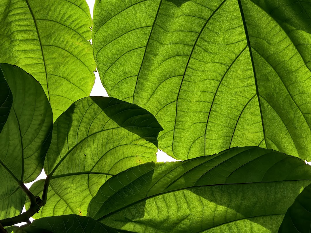 Detail Gambar Daun Tropis Png Gratis Number 13